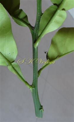  Leafy Branch
